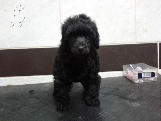 PoulaTo: poodle